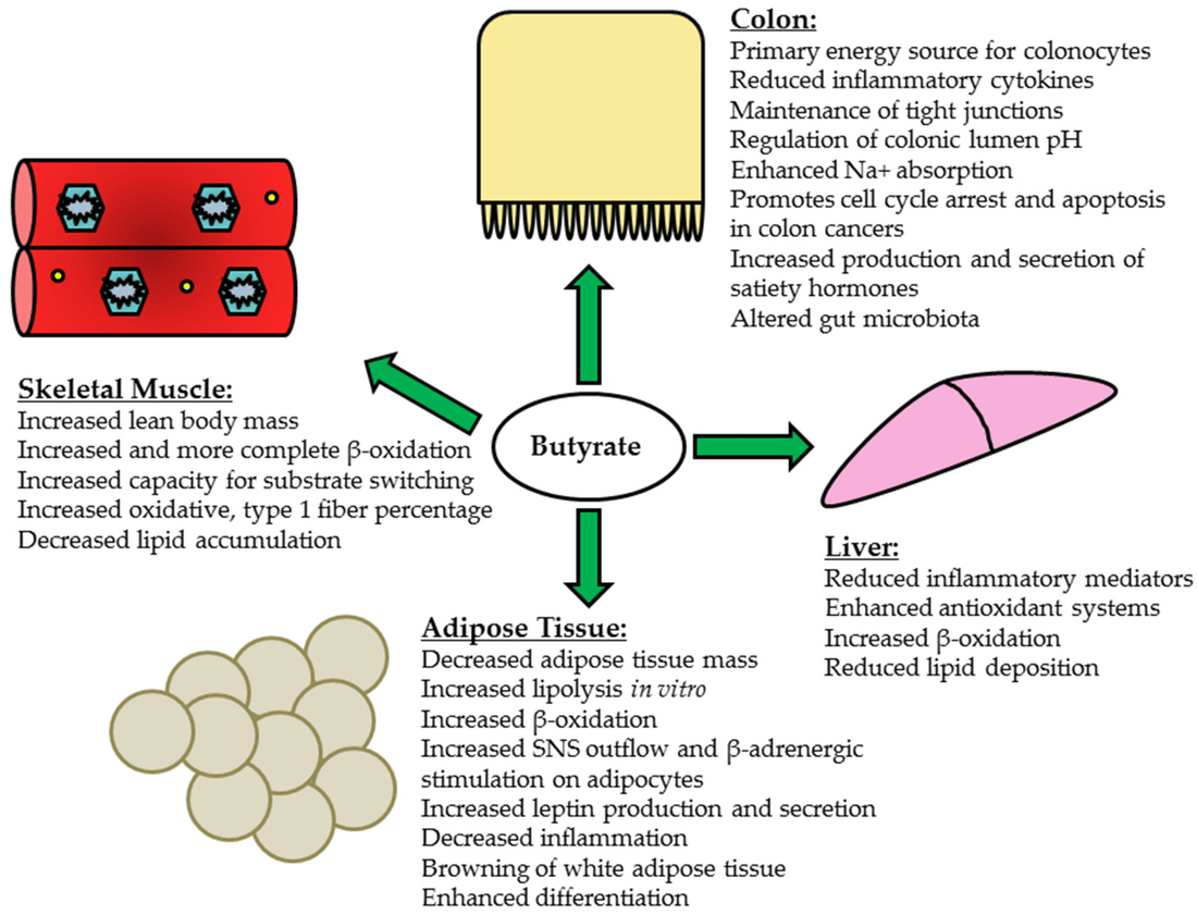 What are the short chain fatty acids produced by Tributyrin?