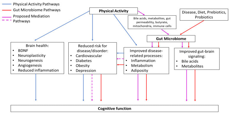 Aristotle Gut Brain Axis